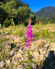 spring in the mountains