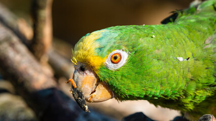Yellow Crowned Amazon Close Up Side Profile