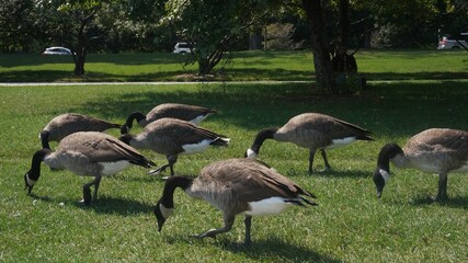 Canadian geese in the park