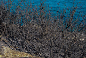 black soot burnt trees and bushes in a forest fire