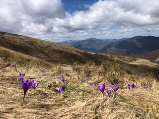 flowers in the mountains