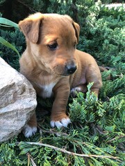 puppy in the grass