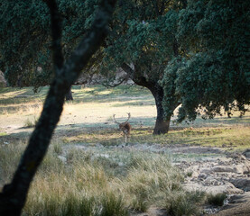 A fallow deer grazes during the bellowing in El Pardo. Madrid. Spain