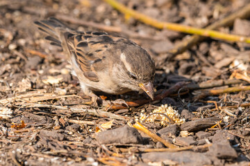 Female Tree Sparrow Foraging on the round
