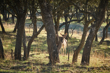 a herd of fallow deer graze on the mount of El Pardo. Madrid. Spain