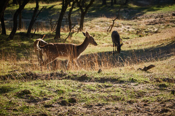 a herd of fallow deer graze on the mount of El Pardo. Madrid. Spain