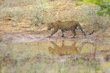 The Sri Lankan leopard (Panthera pardus kotiya), strong male at waterhole. Big leopard with...