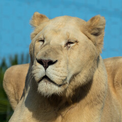 Majestic White Lion Close Up Portrait