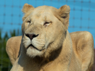 Majestic White Lion Close Up Portrait
