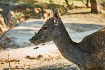 A fallow deer grazes during the bellowing in El Pardo. Madrid. Spain
