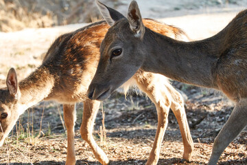 a herd of fallow deer graze on the mount of El Pardo. Madrid. Spain