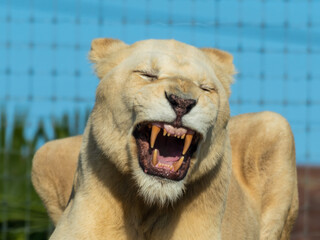 Majestic White Lion Close Up Portrait Showing its Teeth