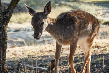 a herd of fallow deer graze on the mount of El Pardo. Madrid. Spain