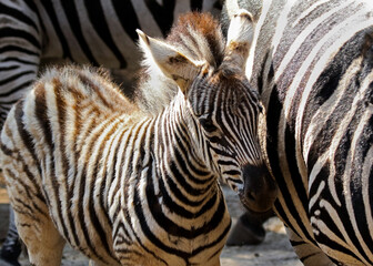 a baby Zebra amongst the adults