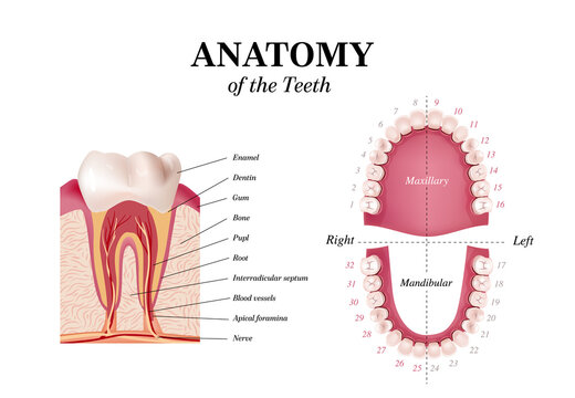 Adult international tooth numbering chart. Universal numbering system. Tooth Anatomy vector Dental Infographics. Realistic White Tooth Mockup. Medical banner or poster. Vector illustration. 