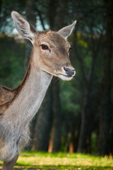 A fallow deer grazes during the bellowing in El Pardo. Madrid. Spain