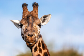 Rothschild’s giraffe with the tip of his tongue poking out