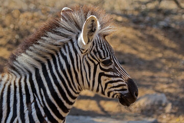 Fototapeta na wymiar A profile of a baby zebra