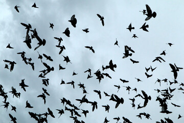 A flock of pigeons is flying high under the rainy dark sky. 
