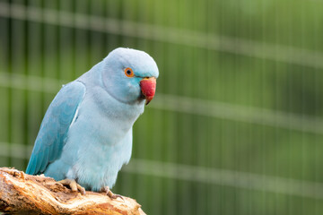 Obraz premium Blue Ring-necked Parakeet Standing on a Perch in an Aviary