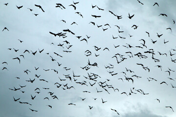 A flock of pigeons is flying high under the rainy dark sky. 