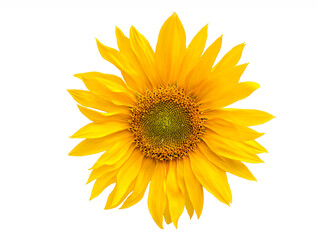 Fototapeta premium sun flower on white background