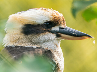 Kookaburra Close Up Side Profile
