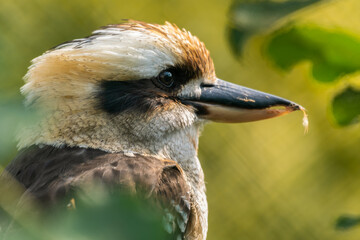 Kookaburra Close Up Side Profile