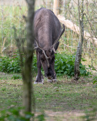Reindeer in a Paddock Eating Grass