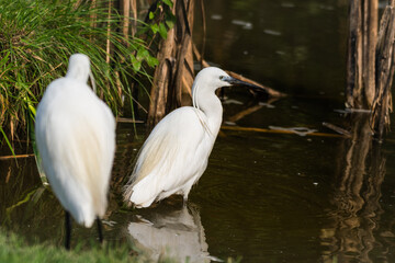Pair of Little Egret's Wading in Water Looking for Food