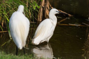 Pair of Little Egret's Wading in Water Looking for Food