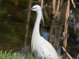 Little Egret Wading in Water Looking for Food