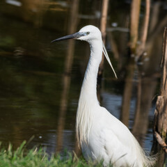 Little Egret Wading in Water Looking for Food