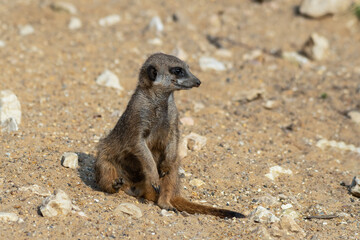 Meerkat Sitting on Sandy Ground