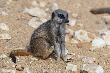 Meerkat Sitting on Sandy Ground