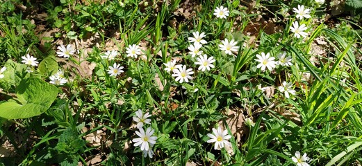 Forest starfish. Delicate white flowers in the forest. Antidiabetic agent, natural sweetener. Beautiful medicinal plants. Soft focus. Banner
