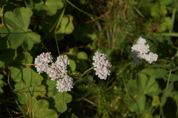Macro shot of  Achillea millefolium Schafgarbe flower against a background of green grass (Alchemilla vulgaris leaves)