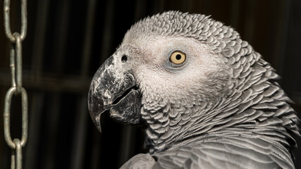 African Grey Parrot Close Up Side Profile