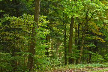 Obraz premium Herbstwald im Oktober