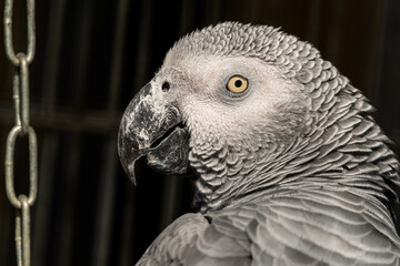 African Grey Parrot Close Up Side Profile
