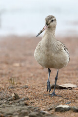 Bar-tailed Godwit