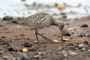 Bar-tailed Godwit