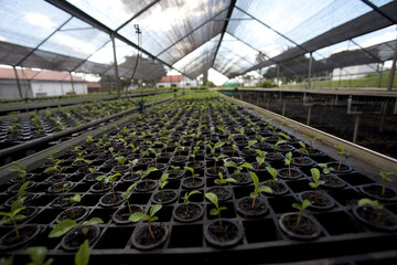 reforestation tree greenhouses