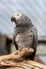 African Grey Parrot Sat on a Perch