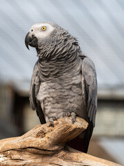 African Grey Parrot Sat on a Perch
