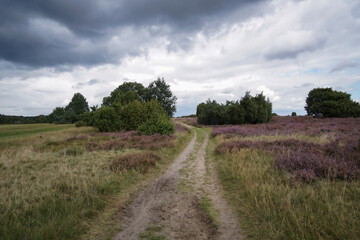 Fototapeta premium Hiking path with purple flowers in national park in Germany