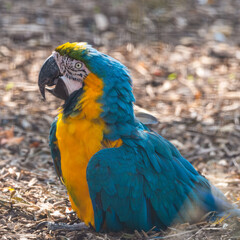 Blue and Yellow Macaw Resting on the Ground