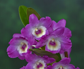 Orchidee, Dendrobium amabile, orchid dendrobium