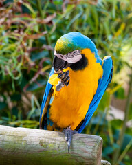 Blue and Yellow Macaw Sat on a perch Feeding on a Monkey Nut