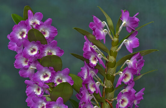 Orchidee, Dendrobium amabile, orchid